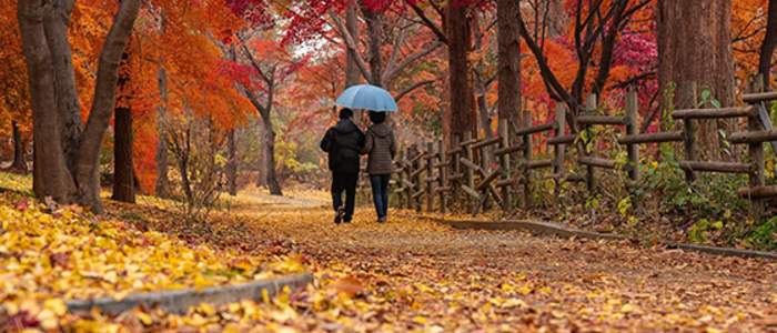 Blätter im Herbst: Wohin mit dem Laub?